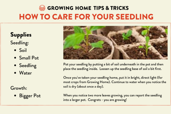 Seedling Card